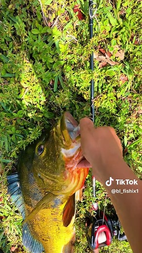 Peacock Bass Caught on White Byte Fishing Lure