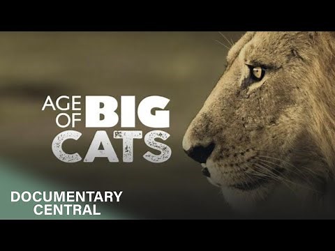 The Evolution of Cats | The Age of Big Cats | EP 1 | Documentary Central