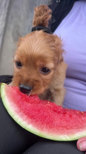 Cocker Spaniel Puppies: Adorable and Playful Cuteness