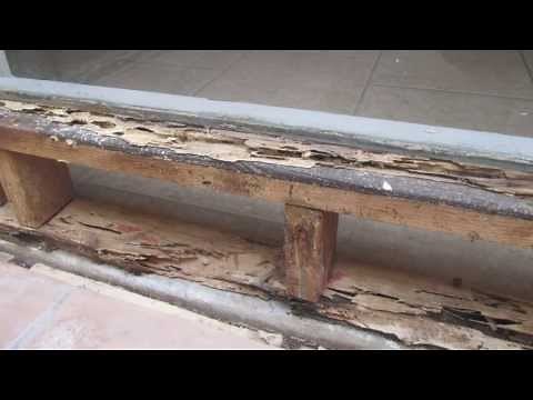 Drywood and Subterranean Termites in Southern California