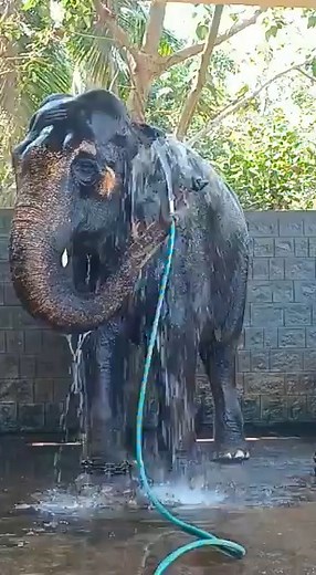 So smart! #elephant #loveelephants #wildlife #reel #viral | Elephant Lovers