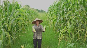 Download Senior woman farmers harvesting corn during the agricultural season, increasing income. for free