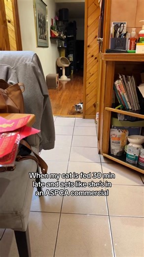 Cat Slow Blinking Transition from 😑 to 🥺 | ASPCA Commercial