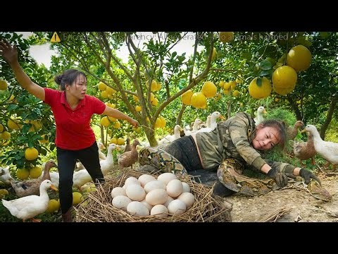 Harvest 1000+ Freshwater Mussel — Then A Giant Python Sneaks Up On The Ducks . Shocking Save