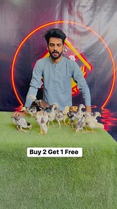 Limited Time Offer Buy 2 shamo chicks Get 1 Free 🆓 Contact Number 03130040776 03041888846 | Bird's shelter
