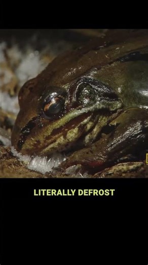 The Frog That Turns Into an Ice Cube… And Survives #funfacts #interestingfacts #didyouknow #facts