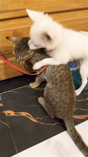 The Adorable Rivalry of Cat vs. Dog