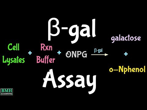 Beta Galactosidase Assay | β-gal Assay | Beta Galactosidase Reporter Gene Assay |