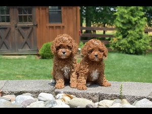 Cavapoo Puppies for Sale