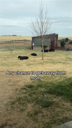 These calves never want to be with their moms. Just relaxing in the yard. #cows