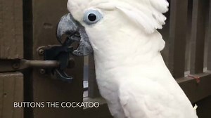 13K views · 102 shares | Gate Training | Buttons the Cockatoo | Facebook