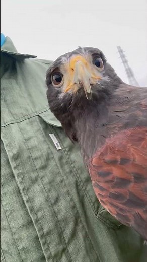 鷹匠の技 / Falconer’s Skill in Action🔥#falcon #hayabusa #birds #shorts#貴重映像