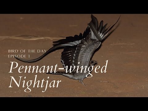 Pennant-winged Nightjar - Bird of the Day ep. 1