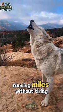 Mind-Blowing Wolf Pack Hunt 😲 Nature Documentary #Shorts