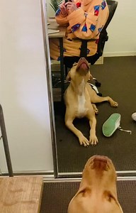 4.9K views · 170 reactions | New Foster carer needed, urgently, so...