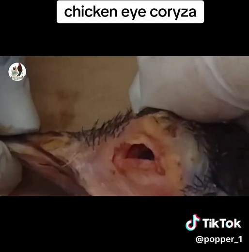 chicken eye coryza #eyecyst #eyecystremoval #chickencoryza #animal #animallover #animallovers #ayam #pecintabinatang #bisul #bisulan #jerawat #jerawatan