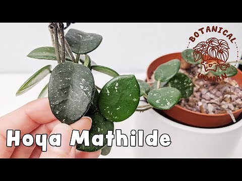 My Hoya Mathilde | Care Tips