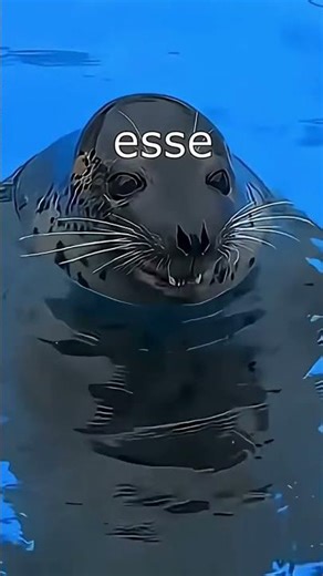 Seal corp