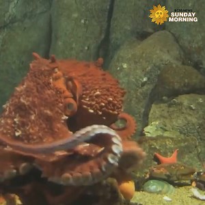 The octopus is one of the most bizarre life forms on Earth — one of the smartest, most interesting, and most alien. It can camouflage itself in a flash, squeeze its entire body through a one-inch hole, and use their brains (it has nine of them) to think and play. | CBS Sunday Morning