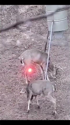 MONSTER BUCK STEPS OUT at 20 Yards! #buckhunting #hunting #deer #deerhunting #wildlife #archery