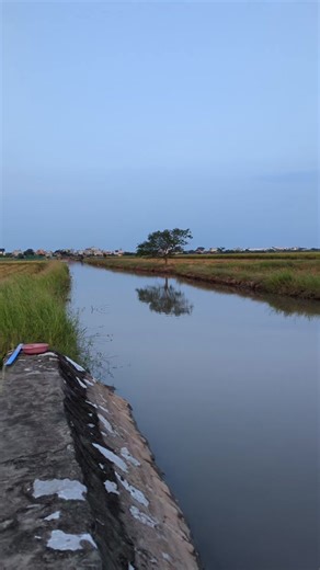 Ôi quê tôi vẫn còn cánh đồng.🌾🌾 #cakefishing #cauca #dongque