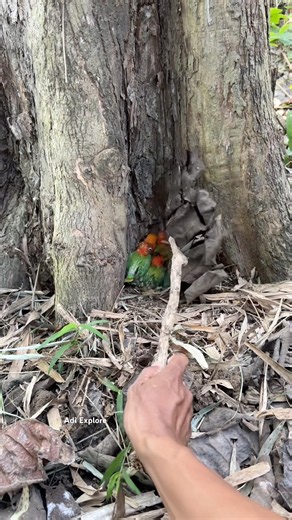 There are many beautiful, colorful baby birds among the tree roots. #trending #nature #nest #birds