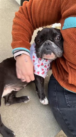 ☀️ Live Like Piggie on Instagram: "Her new mom fosters high medical needs bully breeds in her spare time, and completely fell in love with Pearl at first sight. Shes ready to spoil Pearl the way she deserves and we are already so excited for all the photos and updates 🥰"