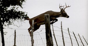 Managed Lands Deer Program Enrollment is Now Open for 2022-23 Season