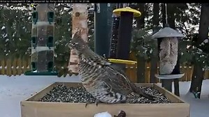 8.7K views · 671 reactions | Talk about a tight squeeze! Watch this Ruffed Grouse bull its way past a couple of hanging feeders while attempting to visit the feeder tray. At between 15.8 and 19.7 inches (40-50 cm) long and 15.9 and 26.5 ounces (450-750 g) in mass, Ruffed Grouse are some of the largest birds to visit the Ontario FeederWatch cam.  LIVE at AllAboutBirds.org/FeederWatchCam | Bird Cams | Facebook