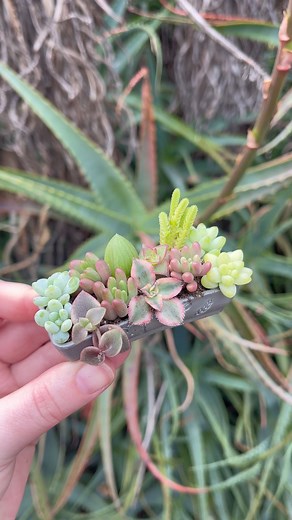 10K views · 171 reactions | Let’s make a mini succulent design  | Unique Succulent Designs | Facebook