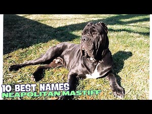 10 Best Names for Neapolitan Mastiffs