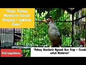Suara Burung Poksay Mandarin Gacor Full Durasi 17 Menit Nonstop #poksay #poksaymandarin