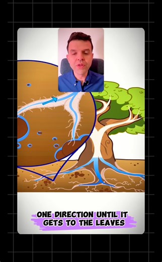 🌱 Plant Nutrition – IGCSE Biology (2026 Exams) 🌱 Plant nutrition is a high-yield topic in IGCSE Biology and appears regularly in structured questions, MCQs, and diagrams. Understanding it properly can secure you easy marks in the exam. 🌞 Photosynthesis – the core process Plants are autotrophs 🌿, meaning they make their own food using light energy. In photosynthesis, carbon dioxide water → glucose oxygen, with chlorophyll trapping light energy. You must know the word equation, balanced chemic