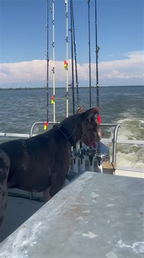 My best two years 🤍 #taylorswift #ronan #greatdane #lostlovedone #bestfriend #myheart