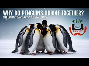 Why Do Penguins Huddle Together? 🐧 The Ultimate Antarctic Survival Hack