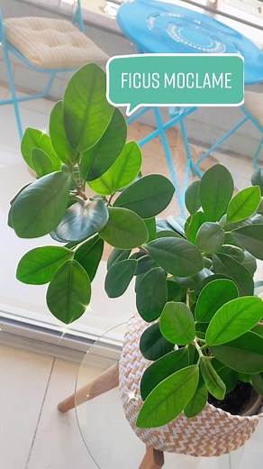 Jungla y Vida on TikTok