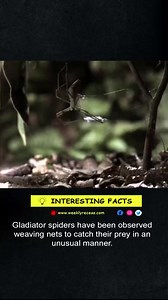 4.9K views · 83 reactions | Gladiator spiders have been observed weaving nets to catch their prey in an unusual manner. | Interesting Facts | Facebook