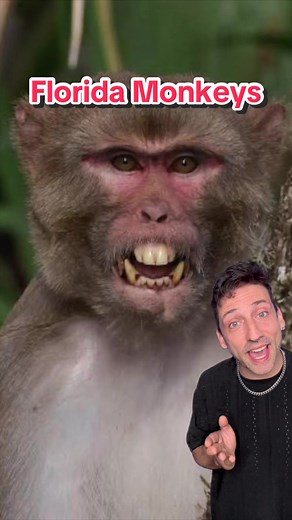 Wild Monkeys in Florida: The Reese's Macaque Story