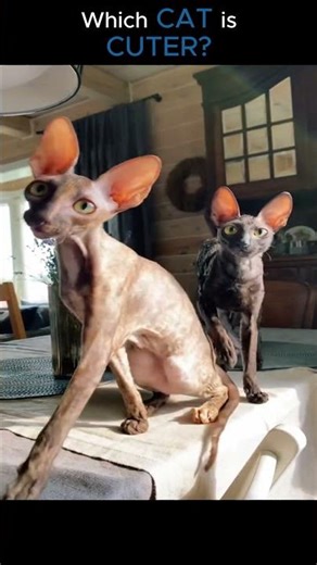 Cornish Rex vs Exotic Shorthair 🐱 | Which Cat Is Cuter?