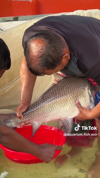 Aquarium fish world on TikTok