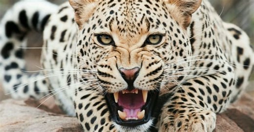 Tragická smrt českého mnicha na Srí Lance: Zabil ho levhart