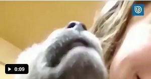 Tiny baby wolf howling. - Video