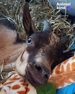 1.9M views · 10K reactions | It's amazing what this little goat could do when someone believed in her. ❤️ | Animal Planet | Facebook