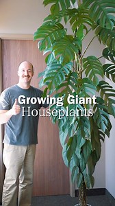 The 9ft tall Cebu Blue is a bit of a handful! #epipremnum #cebubluepothos #cebublue #epipremnumpinnatum #mosspole #houseplants #indoorplants #tropicalplants #plantsmakepeoplehappy #indoorjungle | Jaketheplantguy