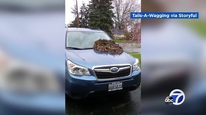 Washington woman finds 100 pounds of dog feces on her SUV