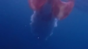 129K views · 2.4K reactions | Extremely rare footage shows this sea creature off the coast of Japan. | CNN | Facebook