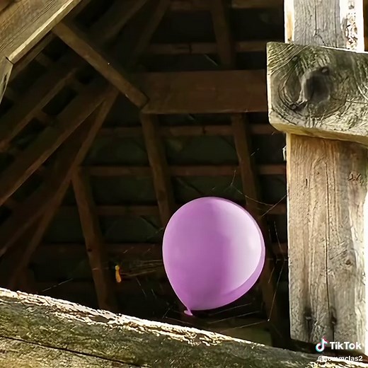 Spider's Balloon Adventure: A Sticky Situation!