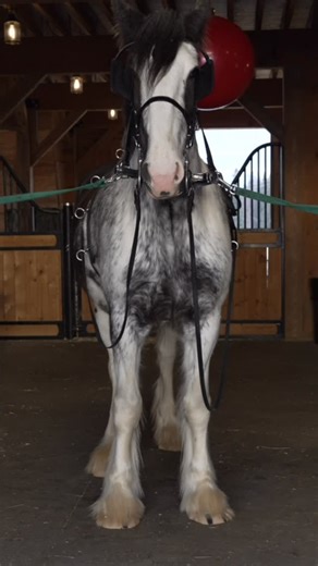 Clydesdale Outpost on Instagram: "Training Vendetta how to drive our carriage. See the full episode of Life at the Outpost Ep. 4 now streaming on all major social platforms."
