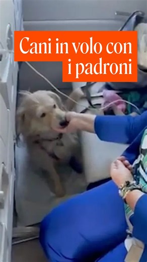 La Capitale on Instagram: "Viaggiare in aereo insieme al proprio animale domestico non è più solo un desiderio. Ita Airways ha effettuato oggi il primo volo dimostrativo di linea da Milano Linate a Roma Fiumicino con due cani di grossa taglia in cabina, accanto ai rispettivi proprietari, senza trasportino. Gli animali hanno viaggiato in posti dedicati, uno in prima e uno in ultima fila. Un’iniziativa pionieristica per l’aviazione commerciale italiana, resa possibile dalle nuove disposizioni di E