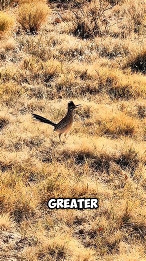 Road Runner: Burung Kartun yang Benar-Benar Ada #shortsvideo #roadrunner #animals #faktaunik